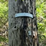 An old utility pole, on my property in rural Newfoundland
