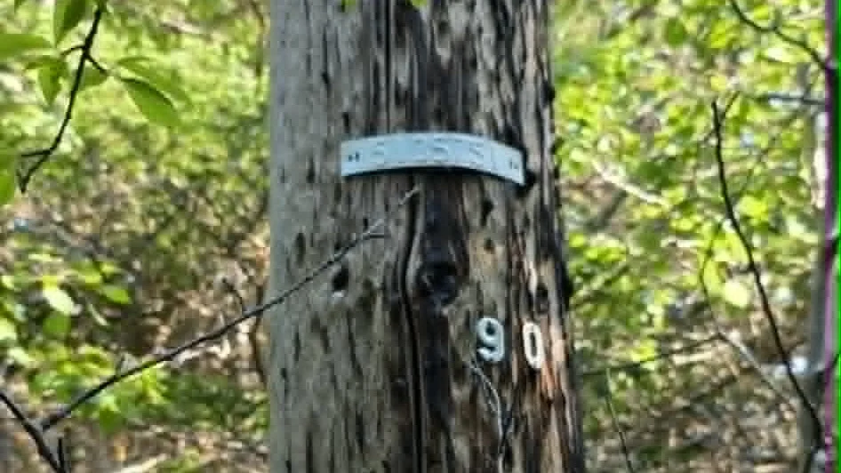 An old utility pole, on my property in rural Newfoundland