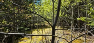 Sun dappled overgrown garden, filled with Aspen, Spruce & Fir